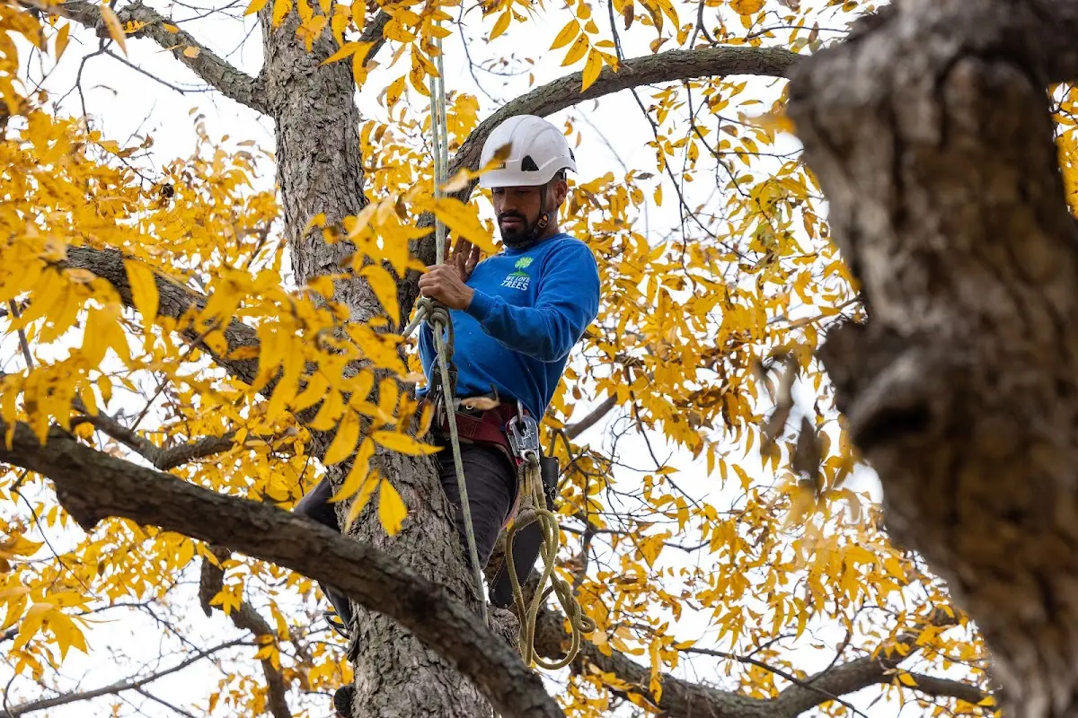 Skilled Tree Trimming crew working in Kingston